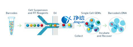 中國人自己的微流控單細胞測序儀來了！_微流控Drop-seq,微流控技術(shù)